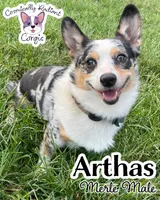 Arthas - Merle , a male Cardigan Welsh Corgi and Pembroke Welsh Corgi for sale in Greensboro, NC – Photo 2 of 3
