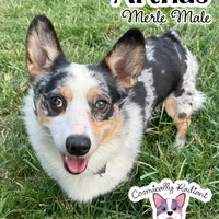 Arthas - Neutered Merle , a male Cardigan Welsh Corgi and Pembroke Welsh Corgi for sale in Greensboro, NC – Photo 1 of 3