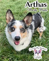 Arthas - Merle , a male Cardigan Welsh Corgi and Pembroke Welsh Corgi for sale in Greensboro, NC – Photo 1 of 3