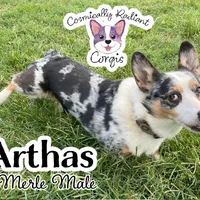 Arthas - Neutered Merle , a male Cardigan Welsh Corgi and Pembroke Welsh Corgi for sale in Greensboro, NC – Photo 3 of 3