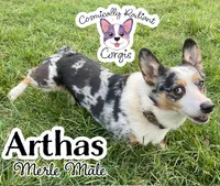 Arthas - Merle , a male Cardigan Welsh Corgi and Pembroke Welsh Corgi for sale in Greensboro, NC – Photo 3 of 3