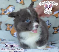 Sundae - Bluie Tricolor , a female Cardigan Welsh Corgi and Pembroke Welsh Corgi for sale in Jacksonville Beach, FL – 3 of 6