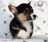 Glitter - Tri , a female Cardigan Welsh Corgi and Pembroke Welsh Corgi for sale in Greensboro, NC – Photo 10 of 10