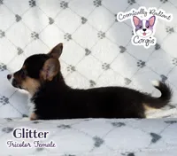 Glitter - Tri , a female Cardigan Welsh Corgi and Pembroke Welsh Corgi for sale in Greensboro, NC – Photo 8 of 10