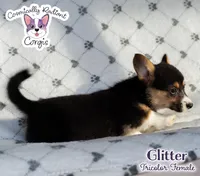 Glitter - Tri , a female Cardigan Welsh Corgi and Pembroke Welsh Corgi for sale in Greensboro, NC – Photo 9 of 10
