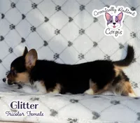 Glitter - Tri , a female Cardigan Welsh Corgi and Pembroke Welsh Corgi for sale in Greensboro, NC – Photo 3 of 10