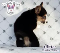 Glitter - Tri , a female Cardigan Welsh Corgi and Pembroke Welsh Corgi for sale in Greensboro, NC – Photo 2 of 10