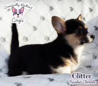 Glitter - Tri , a female Cardigan Welsh Corgi and Pembroke Welsh Corgi for sale in Greensboro, NC – Photo 5 of 10