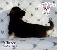 Glitter - Tri , a female Cardigan Welsh Corgi and Pembroke Welsh Corgi for sale in Greensboro, NC – Photo 7 of 10