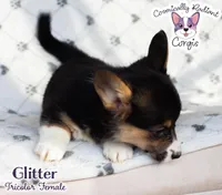 Glitter - Tri , a female Cardigan Welsh Corgi and Pembroke Welsh Corgi for sale in Greensboro, NC – Photo 6 of 10
