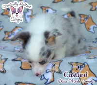 Custard - Bluie Merle , a female Cardigan Welsh Corgi and Pembroke Welsh Corgi for sale in Jacksonville Beach, FL – 5 of 7