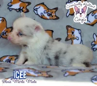 Icee - Bluie Merle , a male Cardigan Welsh Corgi and Pembroke Welsh Corgi for sale in Greensboro, NC – 3 of 6