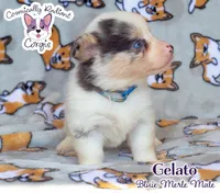 Gelato - Bluie Merle , a male Cardigan Welsh Corgi and Pembroke Welsh Corgi for sale in Greensboro, NC – 7 of 7