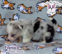 Popsicle - Blue Merle , a female Cardigan Welsh Corgi and Pembroke Welsh Corgi for sale in Greensboro, NC – 2 of 7