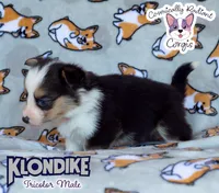 Klondike - Tricolor , a male Cardigan Welsh Corgi and Pembroke Welsh Corgi for sale in Greensboro, NC – 4 of 6
