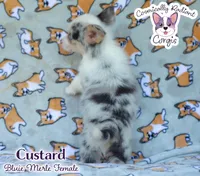 Custard - Bluie Merle , a female Cardigan Welsh Corgi and Pembroke Welsh Corgi for sale in Jacksonville Beach, FL – 4 of 7