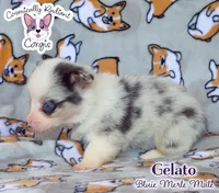 Gelato - Bluie Merle , a male Cardigan Welsh Corgi and Pembroke Welsh Corgi for sale in Greensboro, NC – 3 of 7