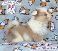 Sunny - Red Merle, a female Cardigan Welsh Corgi and Pembroke Welsh Corgi for sale in Greensboro, NC – 6 of 8