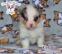 Gelato - Bluie Merle , a male Cardigan Welsh Corgi and Pembroke Welsh Corgi for sale in Greensboro, NC – 2 of 7