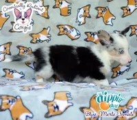 Dippin' Dot - Blue Merle , a female Cardigan Welsh Corgi and Pembroke Welsh Corgi for sale in Jacksonville Beach, FL – 3 of 7