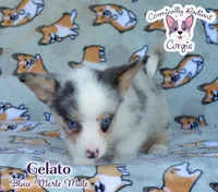 Gelato - Bluie Merle , a male Cardigan Welsh Corgi and Pembroke Welsh Corgi for sale in Jacksonville Beach, FL – 6 of 7