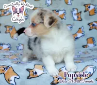 Popsicle - Blue Merle , a female Cardigan Welsh Corgi and Pembroke Welsh Corgi for sale in Jacksonville Beach, FL – 2 of 6