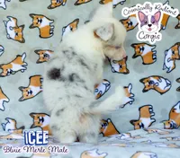 Icee - Bluie Merle , a male Cardigan Welsh Corgi and Pembroke Welsh Corgi for sale in Jacksonville Beach, FL – 7 of 8