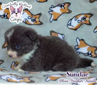 Sundae - Bluie Tricolor , a female Cardigan Welsh Corgi and Pembroke Welsh Corgi for sale in Greensboro, NC – 3 of 6