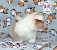 Sunny - Red Merle, a female Cardigan Welsh Corgi and Pembroke Welsh Corgi for sale in Greensboro, NC – 8 of 8