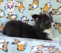 Sundae - Bluie Tricolor , a female Cardigan Welsh Corgi and Pembroke Welsh Corgi for sale in Jacksonville Beach, FL – 6 of 6