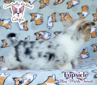 Popsicle - Blue Merle , a female Cardigan Welsh Corgi and Pembroke Welsh Corgi for sale in Jacksonville Beach, FL – 6 of 6