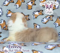 Breezy, a female Cardigan Welsh Corgi and Pembroke Welsh Corgi for sale in Greensboro, NC – 6 of 9