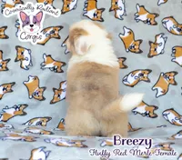 Breezy, a female Cardigan Welsh Corgi and Pembroke Welsh Corgi for sale in Greensboro, NC – 8 of 9