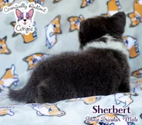 Sherbert - Bluie Tricolor, a male Cardigan Welsh Corgi and Pembroke Welsh Corgi for sale in Jacksonville Beach, FL – 7 of 7