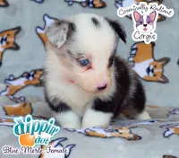 Dippin' Dot - Blue Merle , a female Cardigan Welsh Corgi and Pembroke Welsh Corgi for sale in Greensboro, NC – 2 of 7