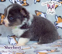 Sherbert - Bluie , a male Cardigan Welsh Corgi and Pembroke Welsh Corgi for sale in Greensboro, NC – 3 of 5