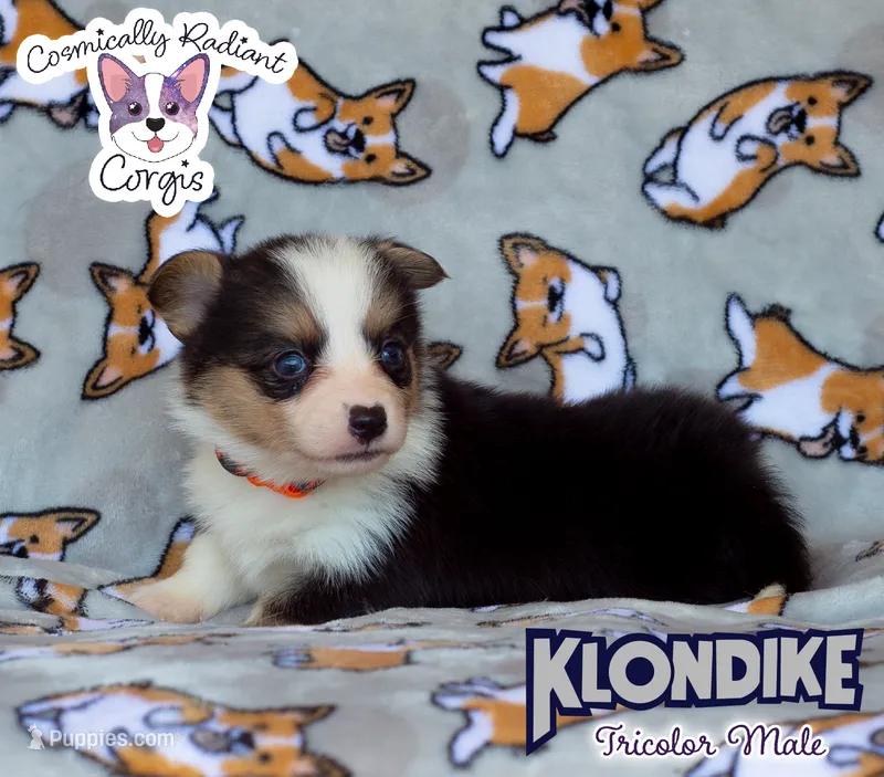 Klondike - Tricolor  – Cardigan Welsh Corgi, Pembroke Welsh Corgi puppy for sale in Greensboro, NC