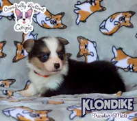 Klondike - Tricolor , a male Cardigan Welsh Corgi and Pembroke Welsh Corgi for sale in Greensboro, NC – 1 of 6