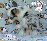 Gelato - Bluie Merle , a male Cardigan Welsh Corgi and Pembroke Welsh Corgi for sale in Jacksonville Beach, FL – 4 of 7