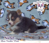 Sorbet - Bluie , a male Cardigan Welsh Corgi and Pembroke Welsh Corgi for sale in Greensboro, NC – 6 of 7