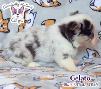 Gelato - Bluie Merle , a male Cardigan Welsh Corgi and Pembroke Welsh Corgi for sale in Greensboro, NC – 4 of 7