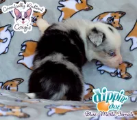 Dippin' Dot - Blue Merle , a female Cardigan Welsh Corgi and Pembroke Welsh Corgi for sale in Greensboro, NC – 6 of 7