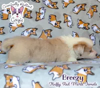 Breezy, a female Cardigan Welsh Corgi and Pembroke Welsh Corgi for sale in Greensboro, NC – 5 of 9