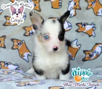 Dippin' Dot - Blue Merle , a female Cardigan Welsh Corgi and Pembroke Welsh Corgi for sale in Jacksonville Beach, FL – 2 of 7