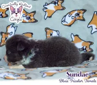 Sundae - Bluie Tricolor , a female Cardigan Welsh Corgi and Pembroke Welsh Corgi for sale in Greensboro, NC – 6 of 6