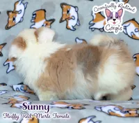Sunny - Red Merle, a female Cardigan Welsh Corgi and Pembroke Welsh Corgi for sale in Greensboro, NC – 4 of 8