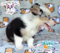 Dippin' Dot - Blue Merle , a female Cardigan Welsh Corgi and Pembroke Welsh Corgi for sale in Jacksonville Beach, FL – 6 of 7