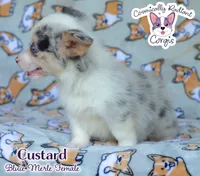 Custard - Bluie Merle , a female Cardigan Welsh Corgi and Pembroke Welsh Corgi for sale in Jacksonville Beach, FL – 6 of 7
