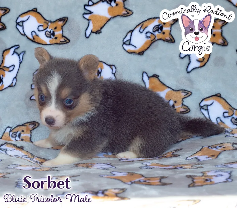 Sorbet - Bluie  – Cardigan Welsh Corgi, Pembroke Welsh Corgi puppy for sale in Greensboro, NC