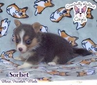 Sorbet - Bluie , a male Cardigan Welsh Corgi and Pembroke Welsh Corgi for sale in Greensboro, NC – 1 of 7
